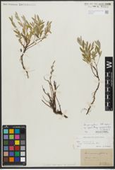 Foto von Salix repens subsp. incubacea (L.) A. Neumann
